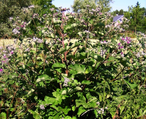 Arctium tomentosum