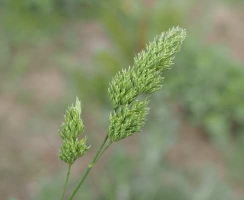 Dactylis glomerata
