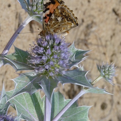 Eryngium maritimum