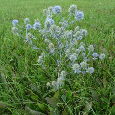 Eryngium planum