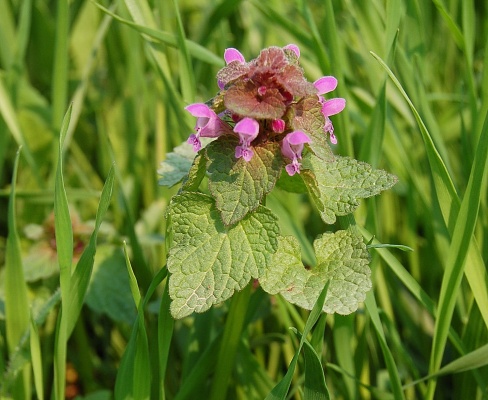 Lamium purpureum