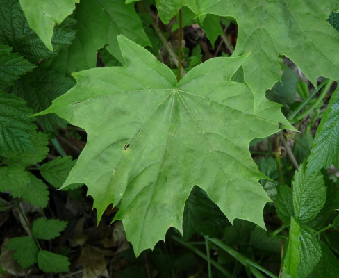 Acer platanoides