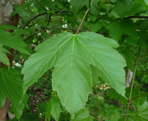 Acer pseudoplatanus