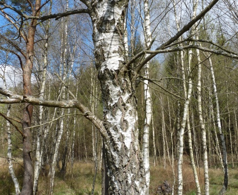 Betula pendula