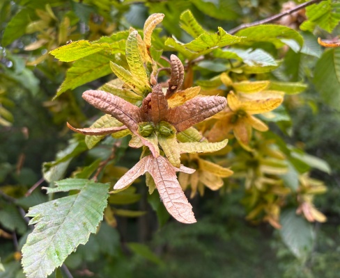 Carpinus betulus