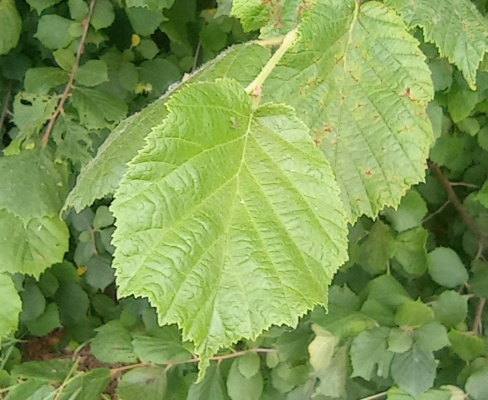 Corylus avellana