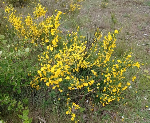Cytisus scoparius
