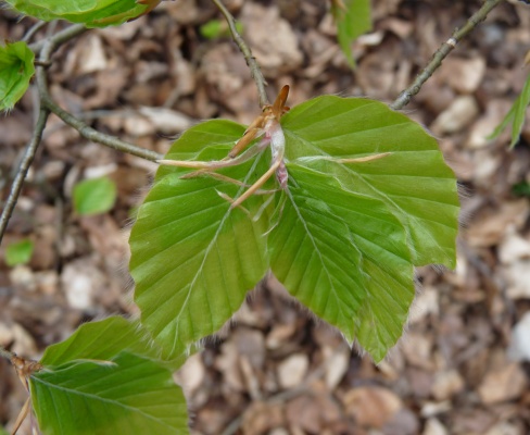 Fagus sylvatica