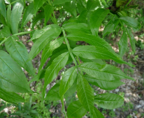 Fraxinus excelsior