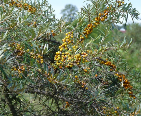 Hippophaë rhamnoides