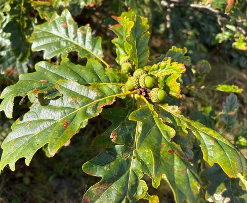 Quercus petraea