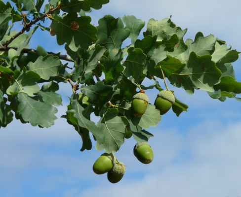 Quercus robur