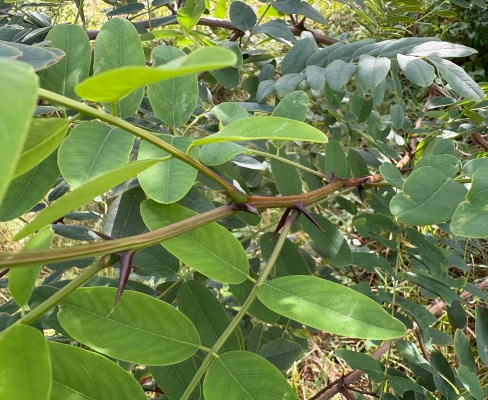 Robinia pseudoacacia