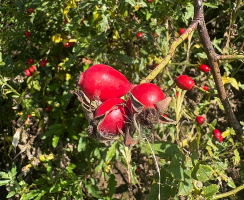 Rosa canina