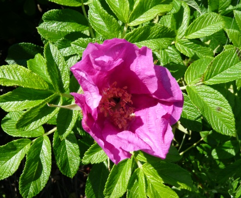 Rosa rugosa