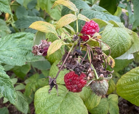 Rubus idaeus