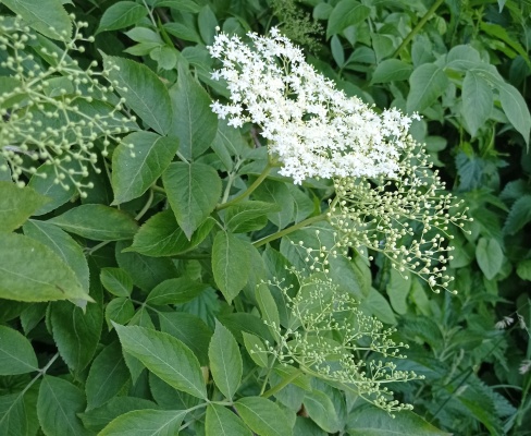 Sambucus nigra