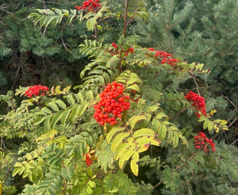 Sorbus aucuparia
