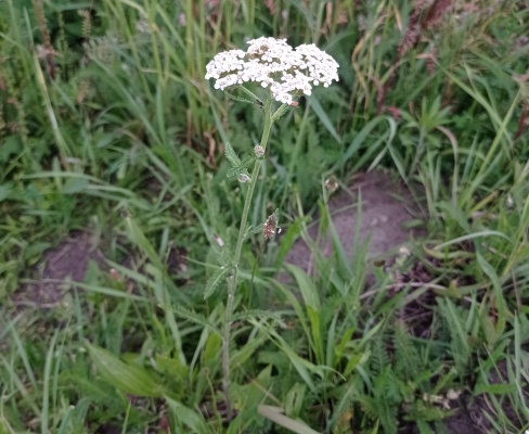Achillea millefolium