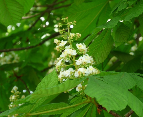 Aesculus hippocastanum