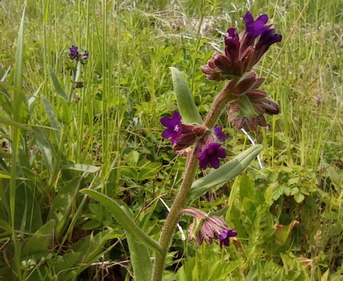 Anchusa officinalis