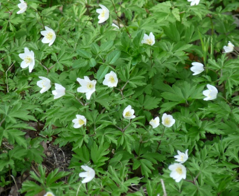 Anemone nemorosa