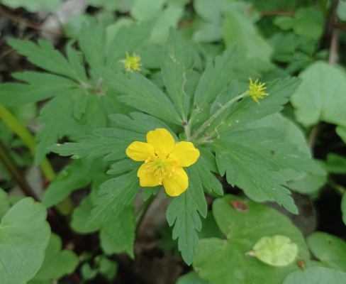 Anemone ranunculoides