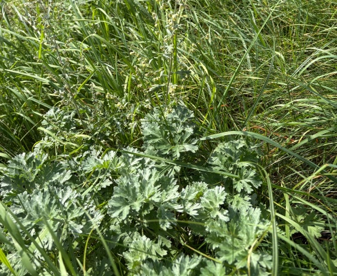 Artemisia absinthium