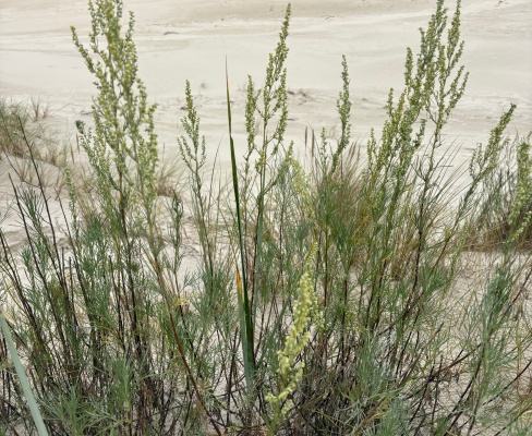 Artemisia campestris