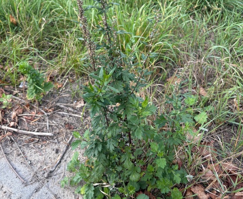 Artemisia vulgaris