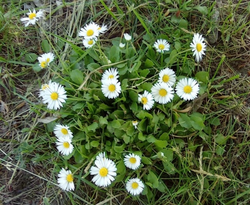 Bellis perennis