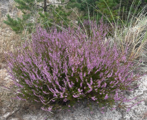 Calluna vulgaris
