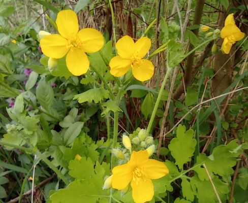 Chelidonium majus