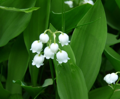 Convallaria majalis
