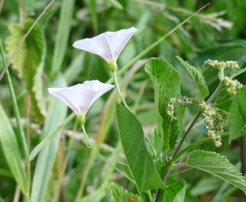 Convolvulus arvensis