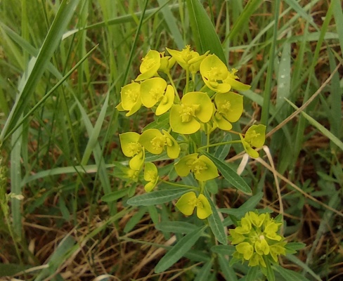 Euphorbia esula