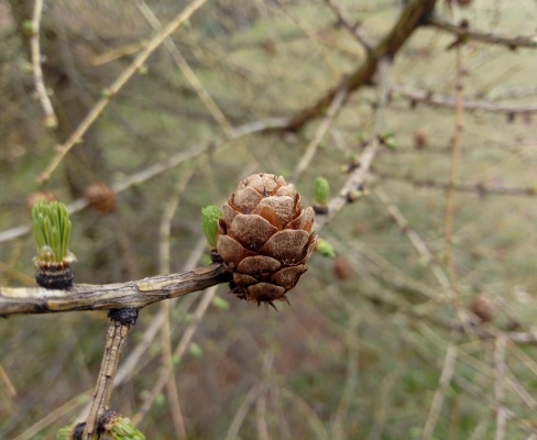 Larix decidua