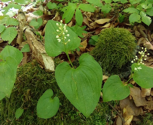 Maianthemum bifolium