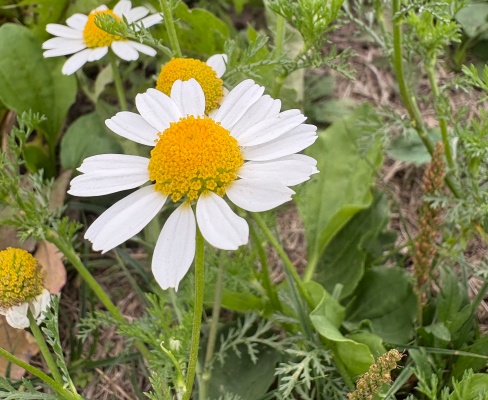 Matricaria chamomilla