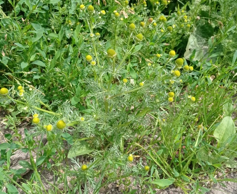 Matricaria discoidea