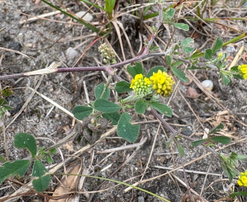 Medicago lupulina