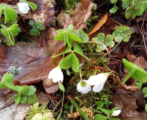 Oxalis acetosella