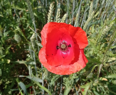 Papaver rhoeas