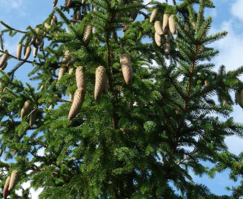 Picea abies