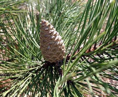 Pinus nigra