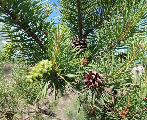 Pinus sylvestris