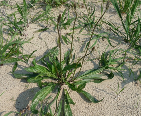 Plantago lanceolata