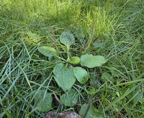 Plantago major