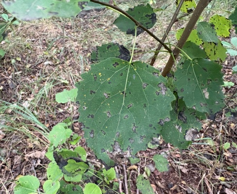 Populus tremula