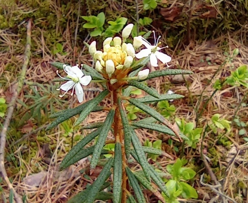 Rhododendron tomentosum